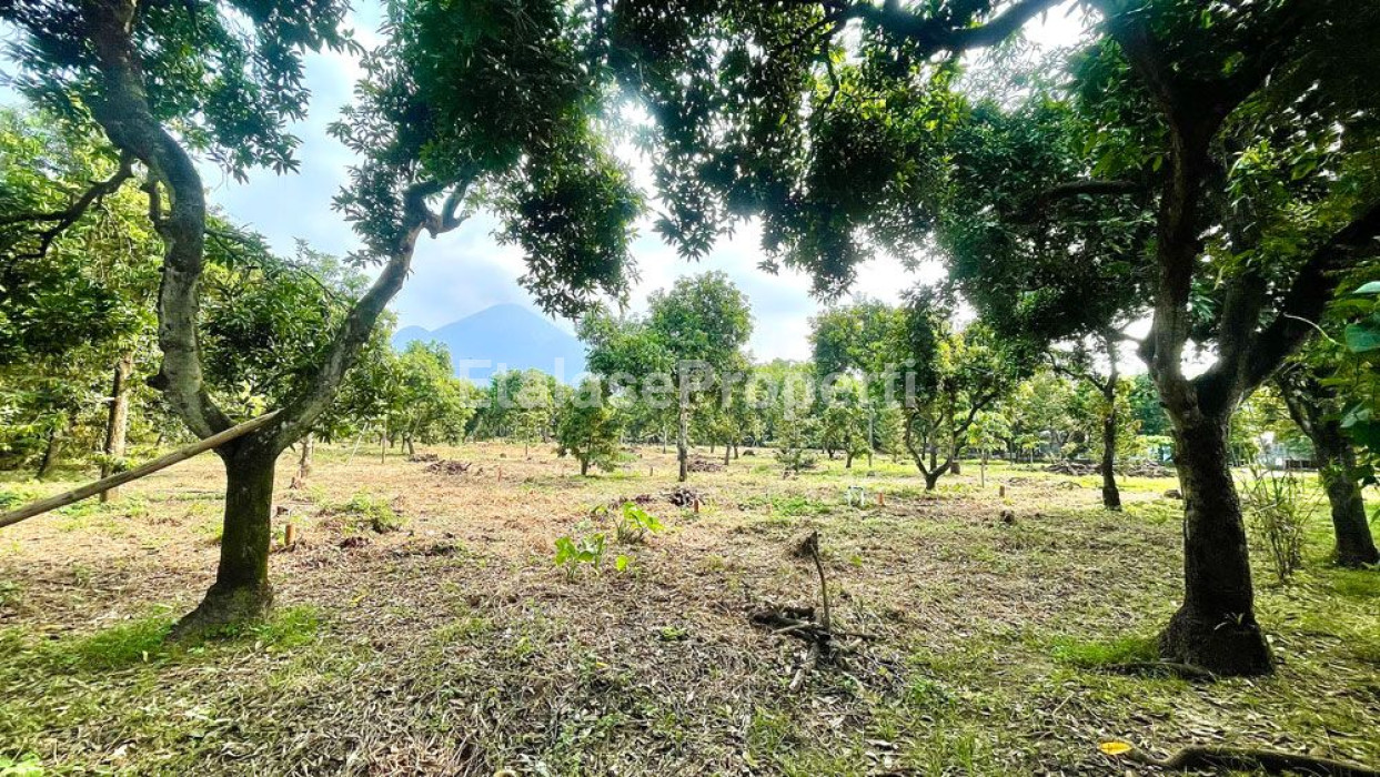 Foto properti *Dijual Tanah Ngoro (Mojokerto) Daerah Manduro* 1