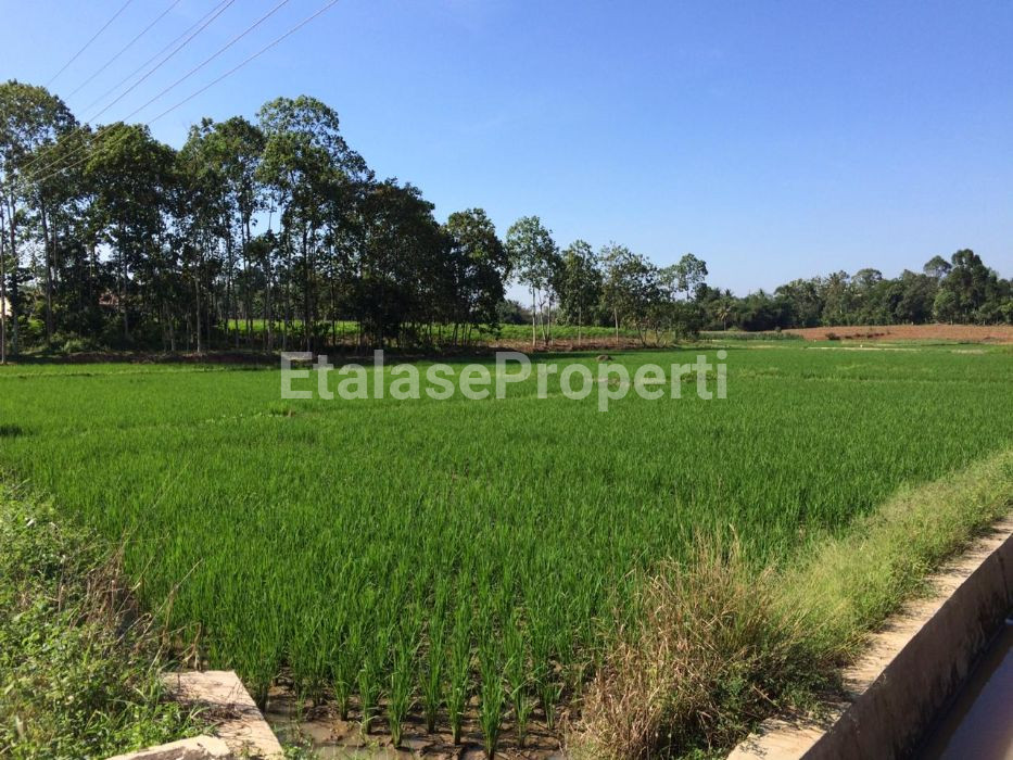 Foto properti Dijual Tanah Di Lampung Selatan 4