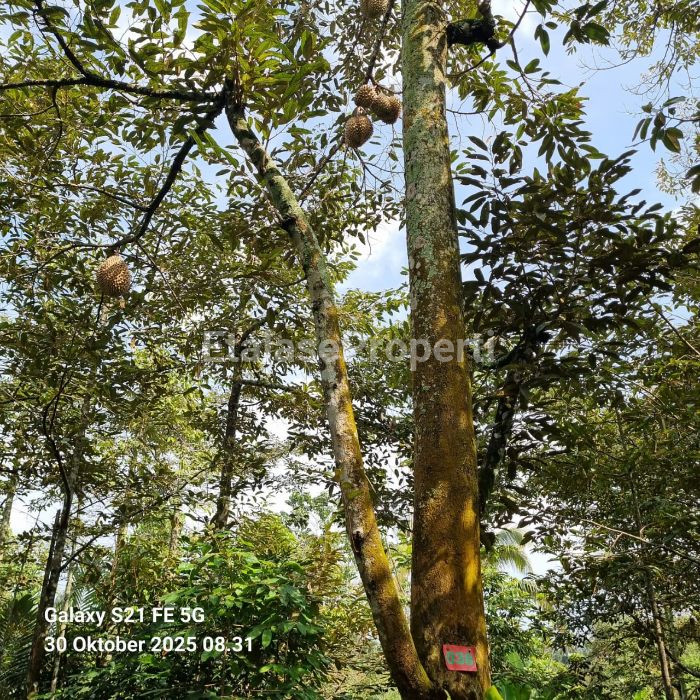 Foto properti Dijual : Tanah Kebun Di Wonosalam 1