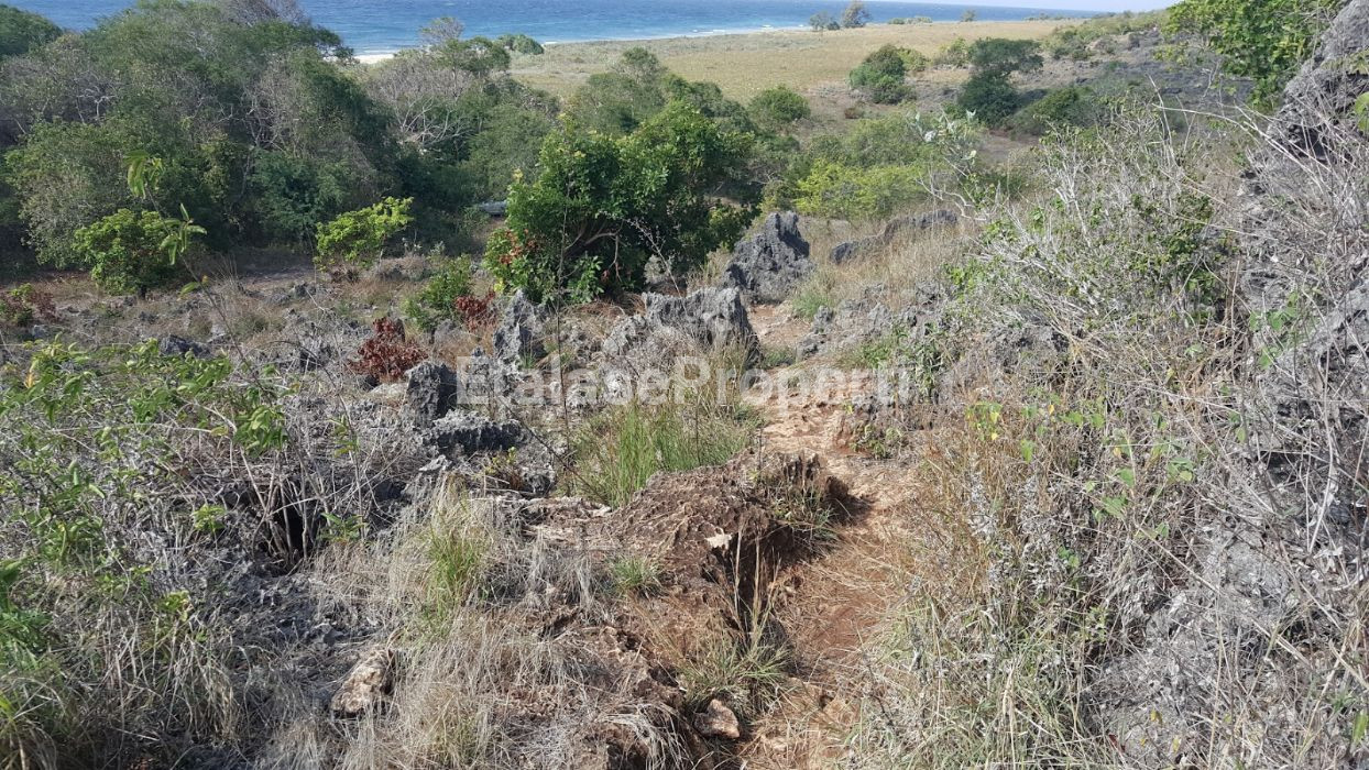 Foto properti JUAL CEPAT TANAH PANTAI Lokasi MAMBORO Sumba Tengah, NTT 4
