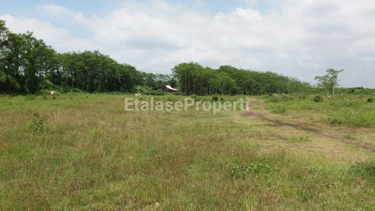 Foto properti Dijual Tanah  Jl. Blimbing Sari, Banyuwangi 2