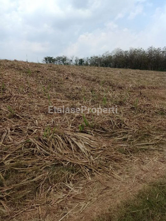 Foto properti Jual Tanah Mojokerto Trowulan 1