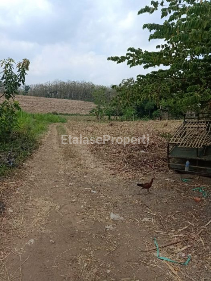 Foto properti Jual Tanah Mojokerto Trowulan 2