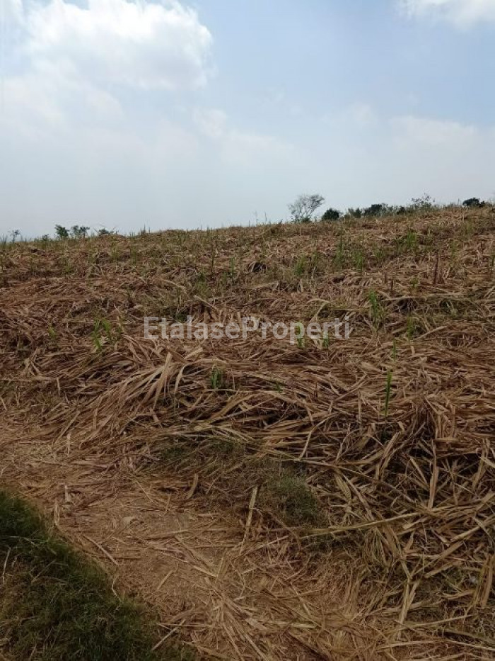 Foto properti Jual Tanah Mojokerto Trowulan 3