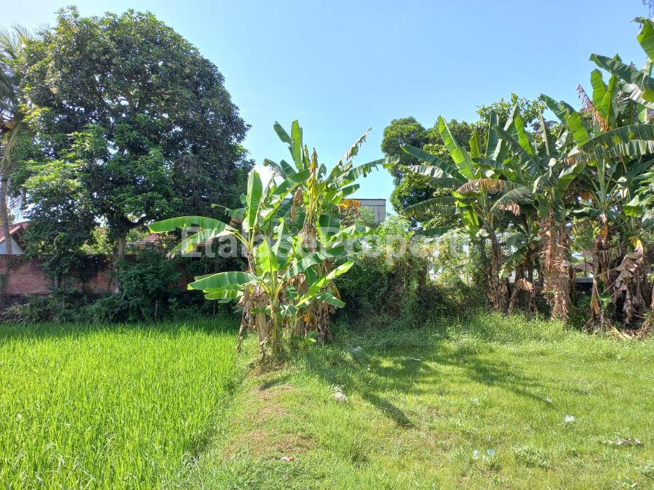 Foto properti Dijual Tanah Di Udayana, Negara Bali 3